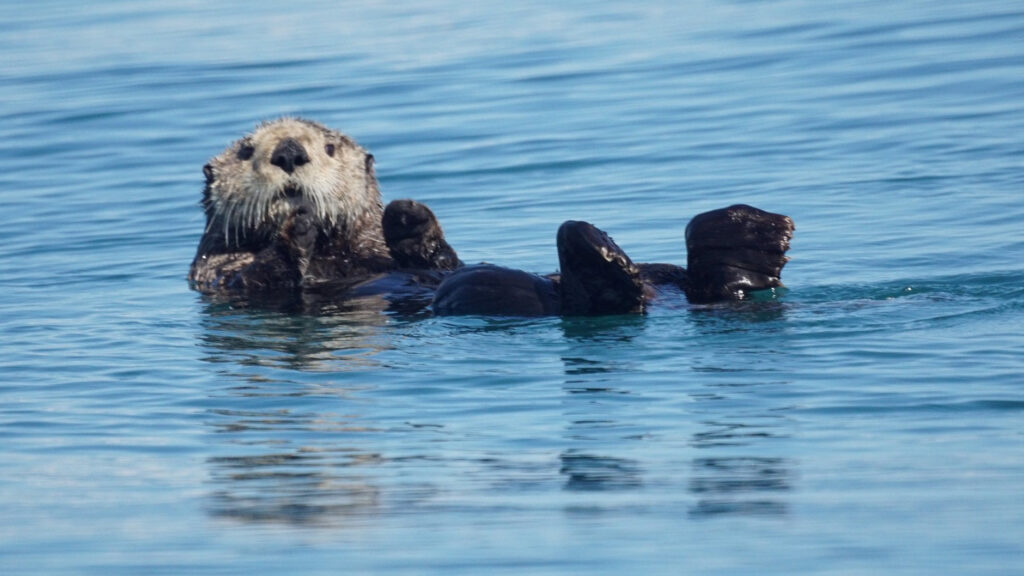 "Sea otter" by Mike's Birds is licensed under CC BY-SA 2.0.